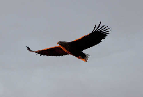 Sea eagle in flight