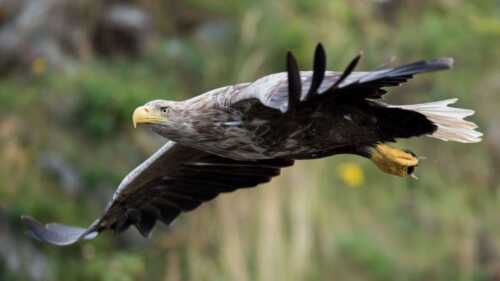 Sea Eagle in flight