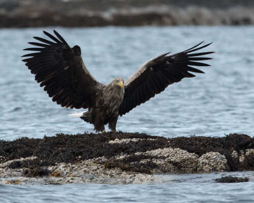 Sea eagle standing on a skerry